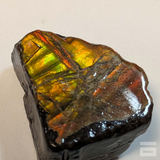 Ammolite