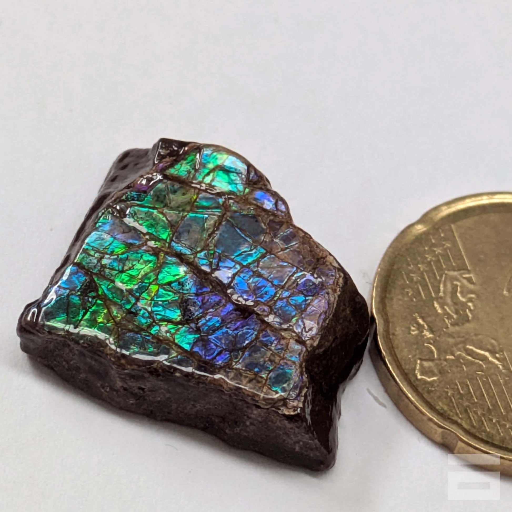 Cabujón Ammolite