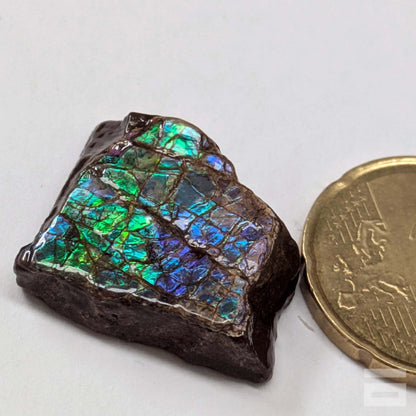 Cabujón Ammolite