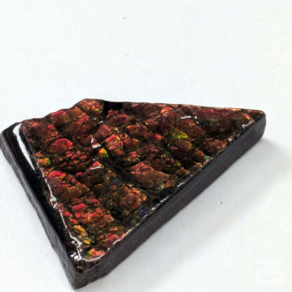 Cabujón Ammolite