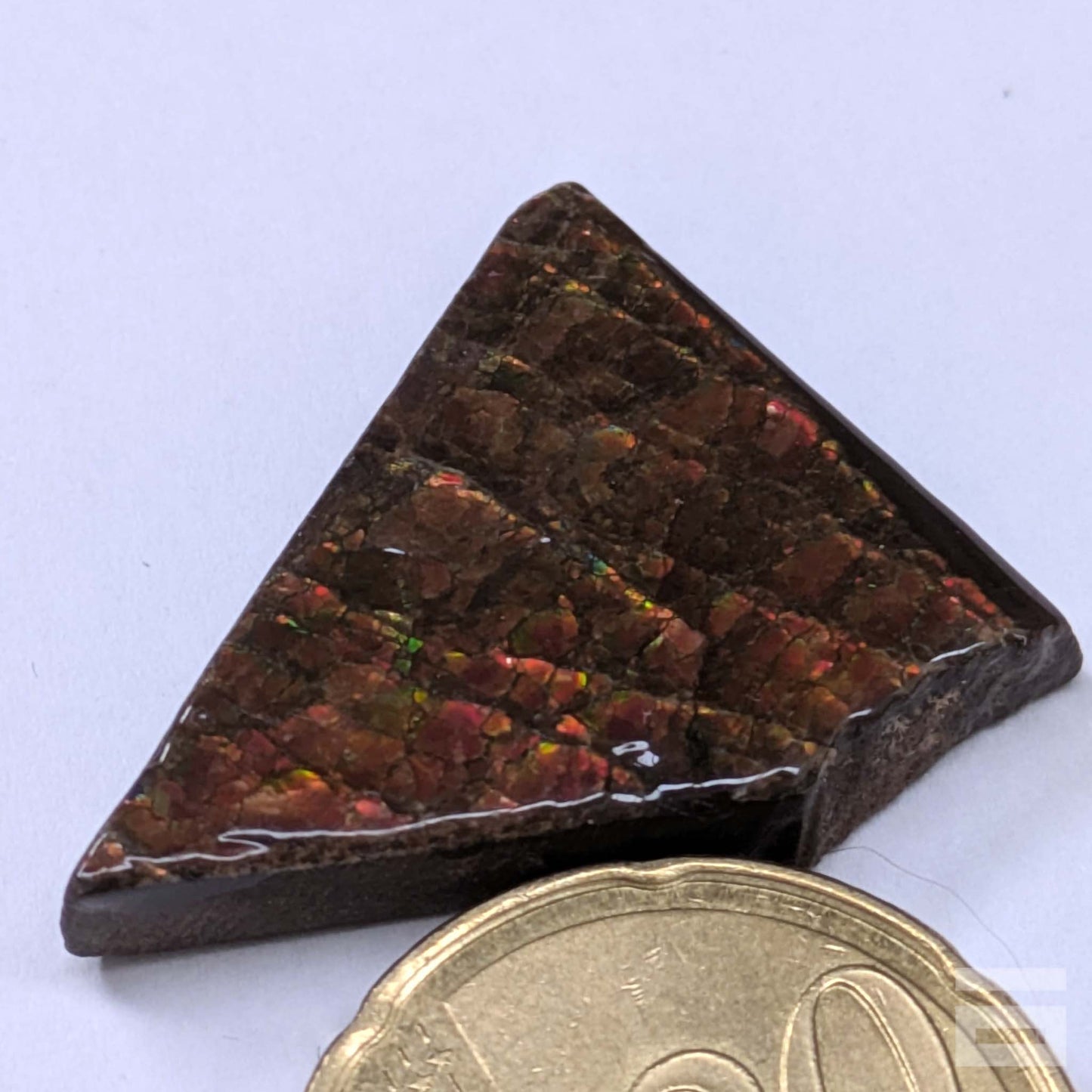 Cabujón Ammolite