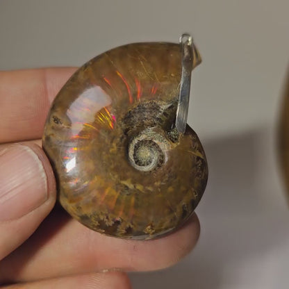 Colgante plata de Ammolite