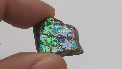 Cabujón Ammolite